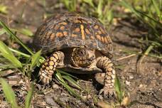 Box Turtle Safari