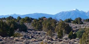 Pinyon Jays at the Mono Lake Bird Chautauqua — Great Basin Bird Observatory