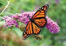 Bryce Canyon Butterfly Count