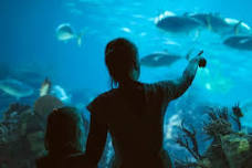 Aquarium Hurghada: An Exquisite Underwater Realm in Coastal City