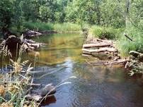 Paddle the Maple River