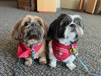 Reading Therapy Dogs