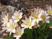 Field Trip:  Introduction to the Wildflowers of Tronsen Ridge