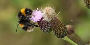 Urban Nature Club at Walthamstow Wetlands: What's The Buzz?