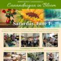 Canandaigua In Bloom