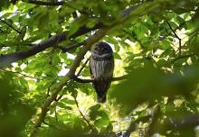 Bird Walk at World's End