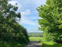 Walk & Talk in High Woods Country Park, Colchester