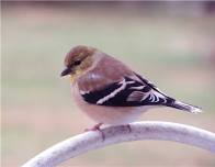 Bird Banding