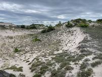 Sandy Neck Spring Flora & Fauna Hike