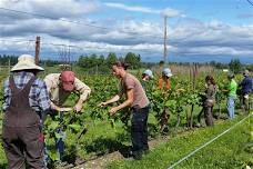 Summer Care in the Orchard and Vineyard