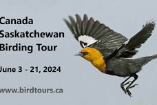 Saskatchewan Birding Tour