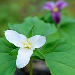 Wildflowers & Weeds Spring Foraging Walk with Cara-Lee Langston