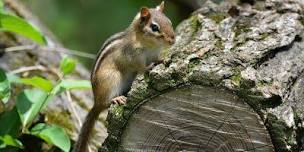 Forest Bathing at Penn Forest Natural Burial Park,