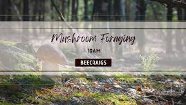 Mushrooms Foraging - October