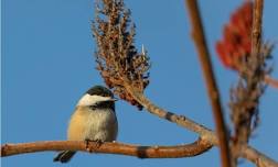 “Accessible Bird Walk in the Gardens” with Martha Kane