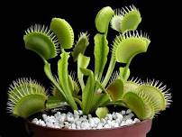 Grow, Learn, and Catch: Venus Flytrap Workshop at the Greenhouse! - June 24