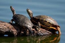 World Turtle Day