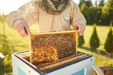 Jones Apiary Honeybee Program