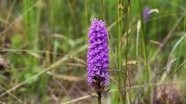 Orchid Walk (Malvern Hills Trust)