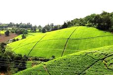 Kiambethu Tea Farm: A Scenic and Insightful Day Tour from Nairobi