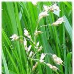 Sweetgrass Picking & Gathering