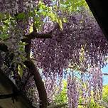 Let's Go See the 200-year-old Wisteria Flowers!