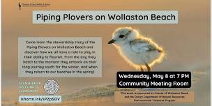 Piping Plovers on Wollaston Beach