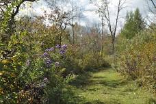 Composites: Goldenrod and Aster ID with Zach Kron