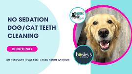 Dog/Cat Teeth Cleaning - Courtenay