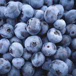 Blueberry Festival