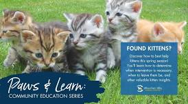 Paws & Learn: Found Kittens