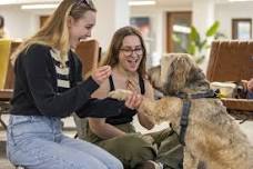 Pause for Paws in Templeman Library