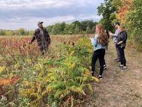 Wild Edibles Foraging