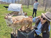 Goat Snuggles