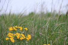 Colors on the Prairie