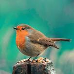 Sweetwater Wetlands Park Wednesday Bird Walks