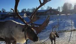 Reinsdyropplevelser i påsken