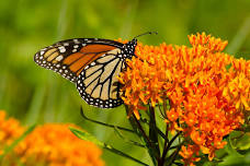 Pollinators! with the Scarborough Land Trust and Scarborough Public Library