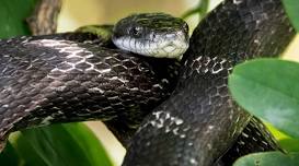 Allegheny County Park Rangers Presents Mr. McSlithers, Eastern Rat Snake