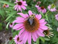 Pollinator Project Workday / Workshop Hamilton / SOTA I Garden