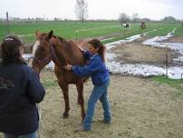 Equine Touch level 1 or 2