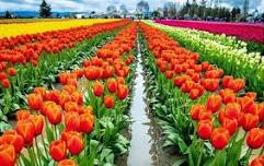 Skagit Valley Tulip Festival[festivals]