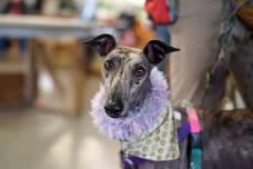 June Meet and Greet at North Spokane PetSmart