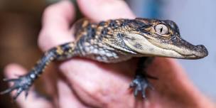 Alligator Storytime!