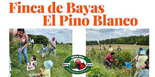 Finca de bayas El Pino Blanco | Julio