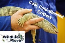 Wildlife On The Move Presents Cool, Cold-Blooded Critters at Hughes Springs Library (Hughes Springs)