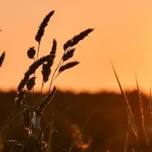 Nature Connection Workshops for Women in Frome