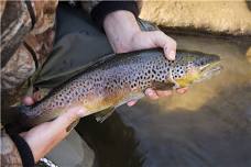 Grove: Falling Spring Trout Unlimited