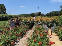 Geeks go to Sweetfields Farm - Sunflowers Galore!