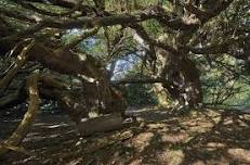 Drawing with INK in the Yew tree circle in the grounds of Traquair House